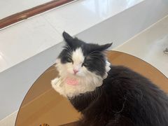 -共舞时光猫咖·狗咖(新街口店)