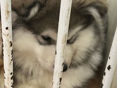 -Let's go狗咖·猫咖·奶狗·桌游(春熙路IFS店)