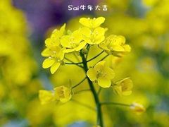 -南汇桃花村