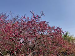 -天适樱花悠乐园