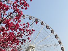 -顾村公园