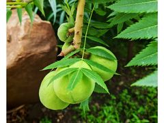 -燃厚蛋糕(卓展中信城店)