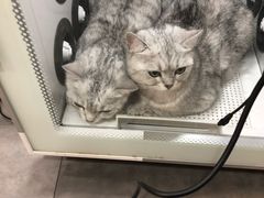 -PETKIT小佩宠物(古北店)