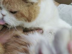 -喵园·猫主题咖啡厅·撸猫·猫咖(国贸店)