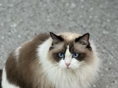 -四月宠物医院·猫专科·心脏专科·内科(转塘店)