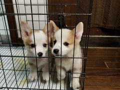 -艾贝尔宠物医院 ·内科全科(梁溪路店)