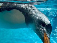 -帝企鹅自助餐厅•儿童岛•真企鹅(长隆企鹅酒店)