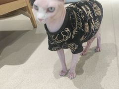 -藏猫猫咖啡主题馆(中央大道店)