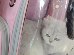 -爱洗澡的猫(望京店)
