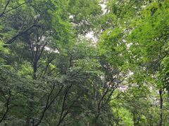 -本溪汤沟绿石谷森林公园