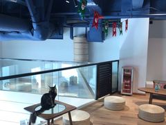 -瞄一喵猫咖(格力海岸店)