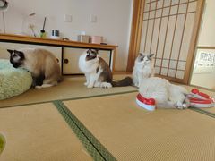 -猫在这儿猫咪咖啡馆·撸猫馆