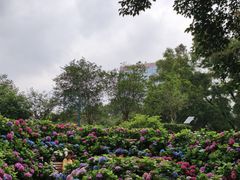 -观澜湖生态运动公社