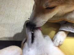 -逗柴咖啡屋·狗咖猫咖宠物桌游