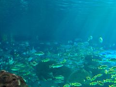 -瑞普利水族馆