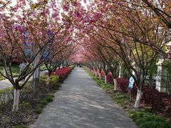 -高东镇樱花园