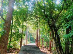 -火炉山森林公园