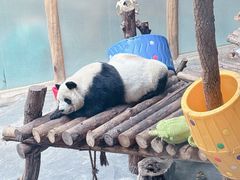 -青藏高原野生动物园