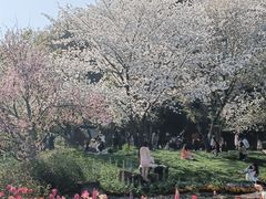 -苏州上方山国家森林公园