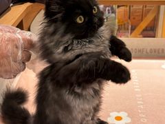 -momokira米努特·德文卷毛猫·棉花面纱犬