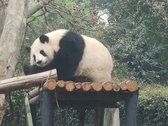 -成都动物园