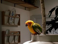 -自由生长植物工作室(深港花卉中心店)