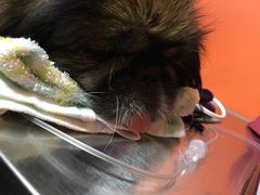 -瑞派福兴宠物医院犬猫全科·骨科·中西医结合(河东店)