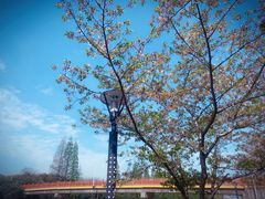 -高东镇樱花园