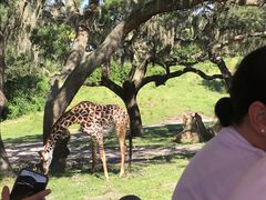 -奥兰多迪士尼动物王国乐园