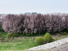 -咸阳湖景区-古渡公园