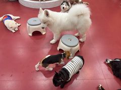 -和它·交个朋友·狗咖猫咖(爱琴海店)