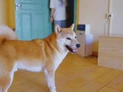 -喜柴咖啡·柴犬狗咖