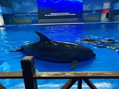 -锦艺城海洋馆