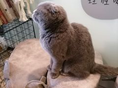 -平行世界·猫咖(首经贸店)