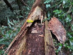 -天目山大树王景区