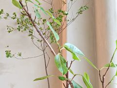 -栖·咖啡