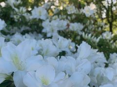 -上海滨江森林公园