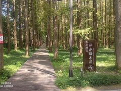 -黄海国家森林公园