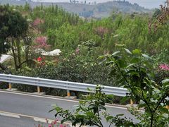 -桃源山庄·摘樱桃·柴火鸡·烧烤团建(龙泉山店)