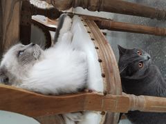 -共舞时光猫咖·狗咖(新街口店)