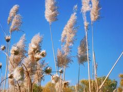 -野鸭湖国家湿地公园