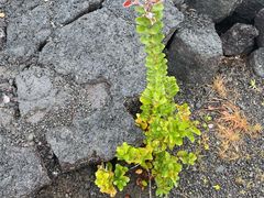 -夏威夷火山国家公园