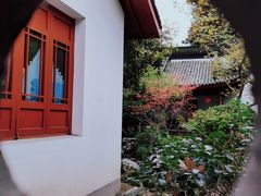 -孙奶奶葱包桧