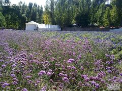 -紫海香堤香草艺术庄园