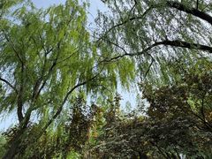 -洛阳市隋唐城遗址植物园