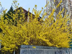 -青岛大学路小学