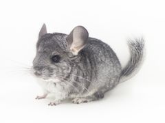 -龙猫仔乐园(惠福东路店)