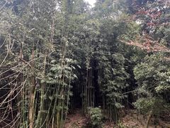 -都江堰中华大熊猫苑