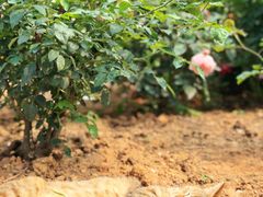 -人民公园(罗湖区)