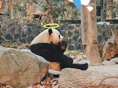 -都江堰中华大熊猫苑